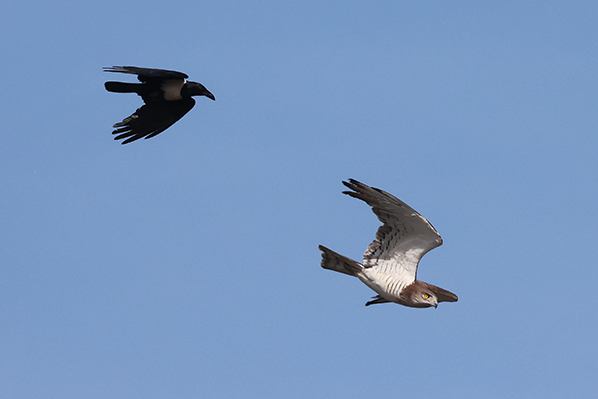 Beaudoins Snake Eagle